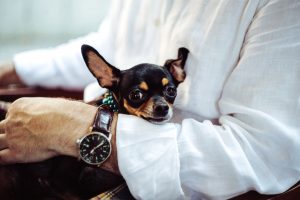 entrepreneur-and-dog